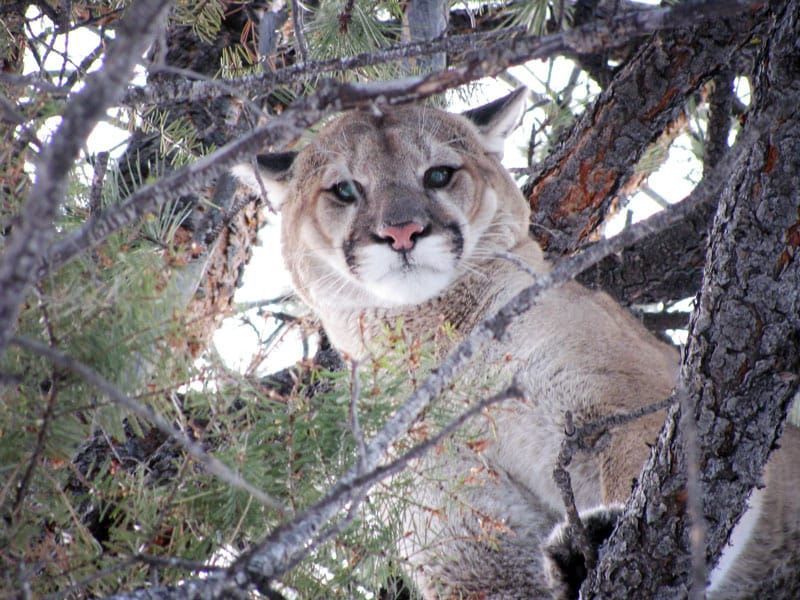 Mountain Lion Hunting | Spotted Bear, MT