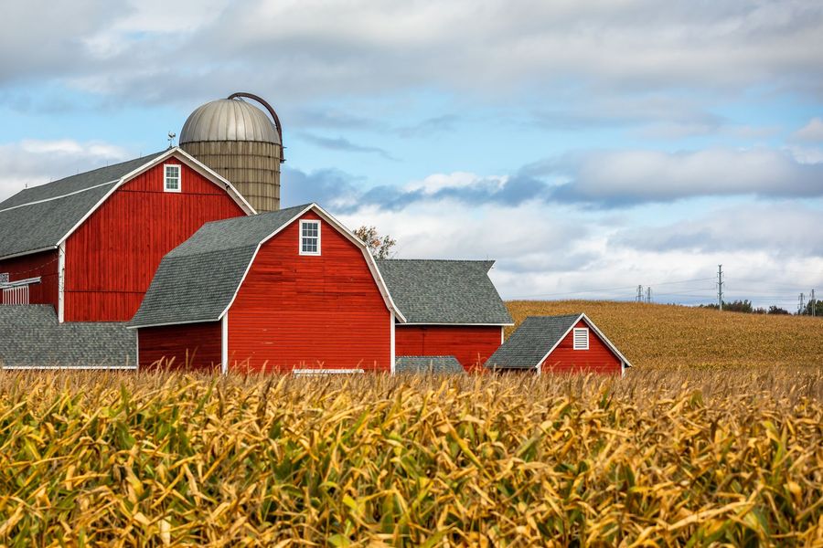 There are three red barns in the middle of a corn field.