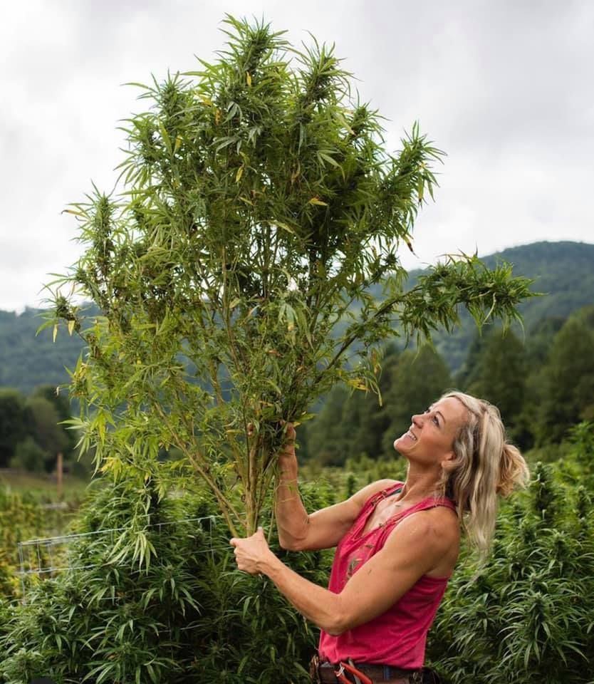 CEO and Founder of Franny's Farmacy Franny Tacy harvesting a bushel of hemp flower