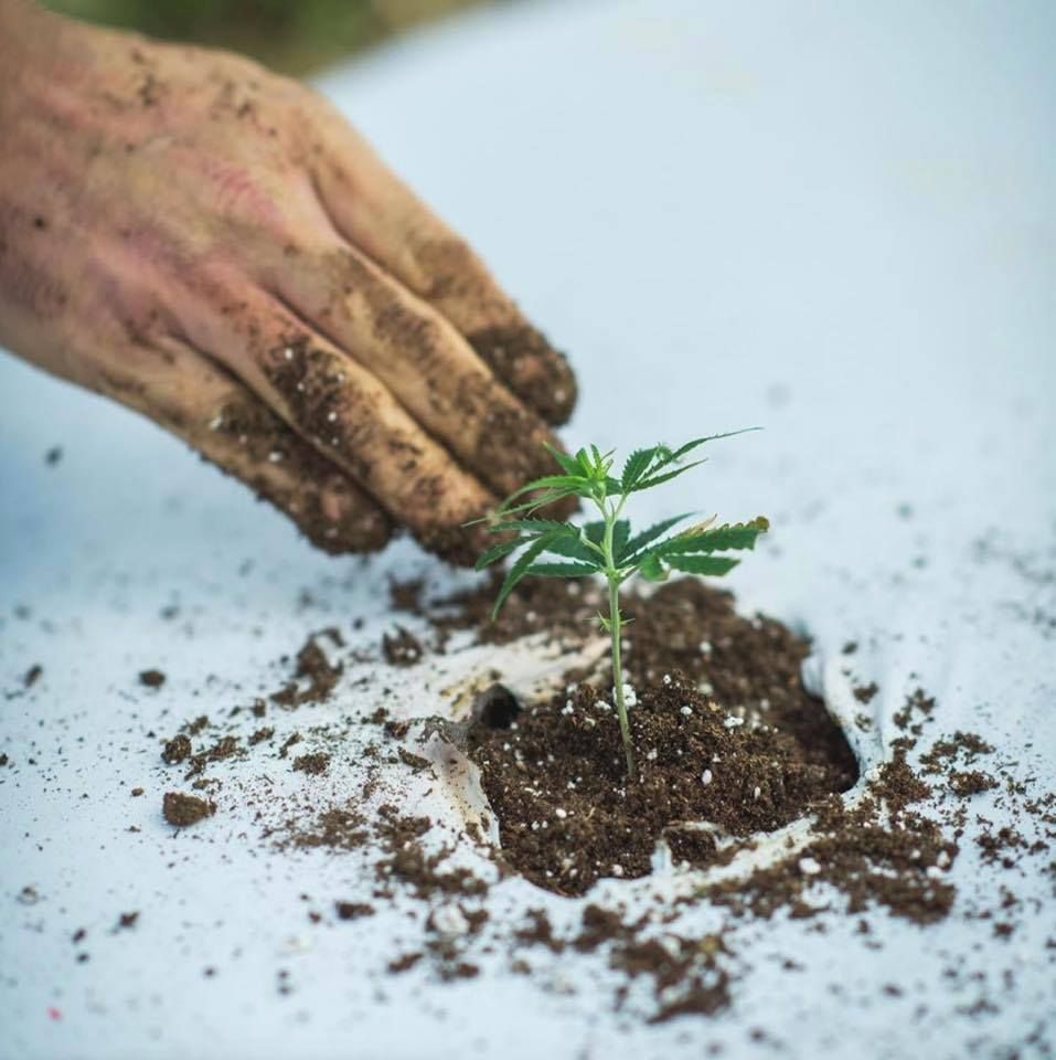 Hand planting a small cannabis seedling in soil.