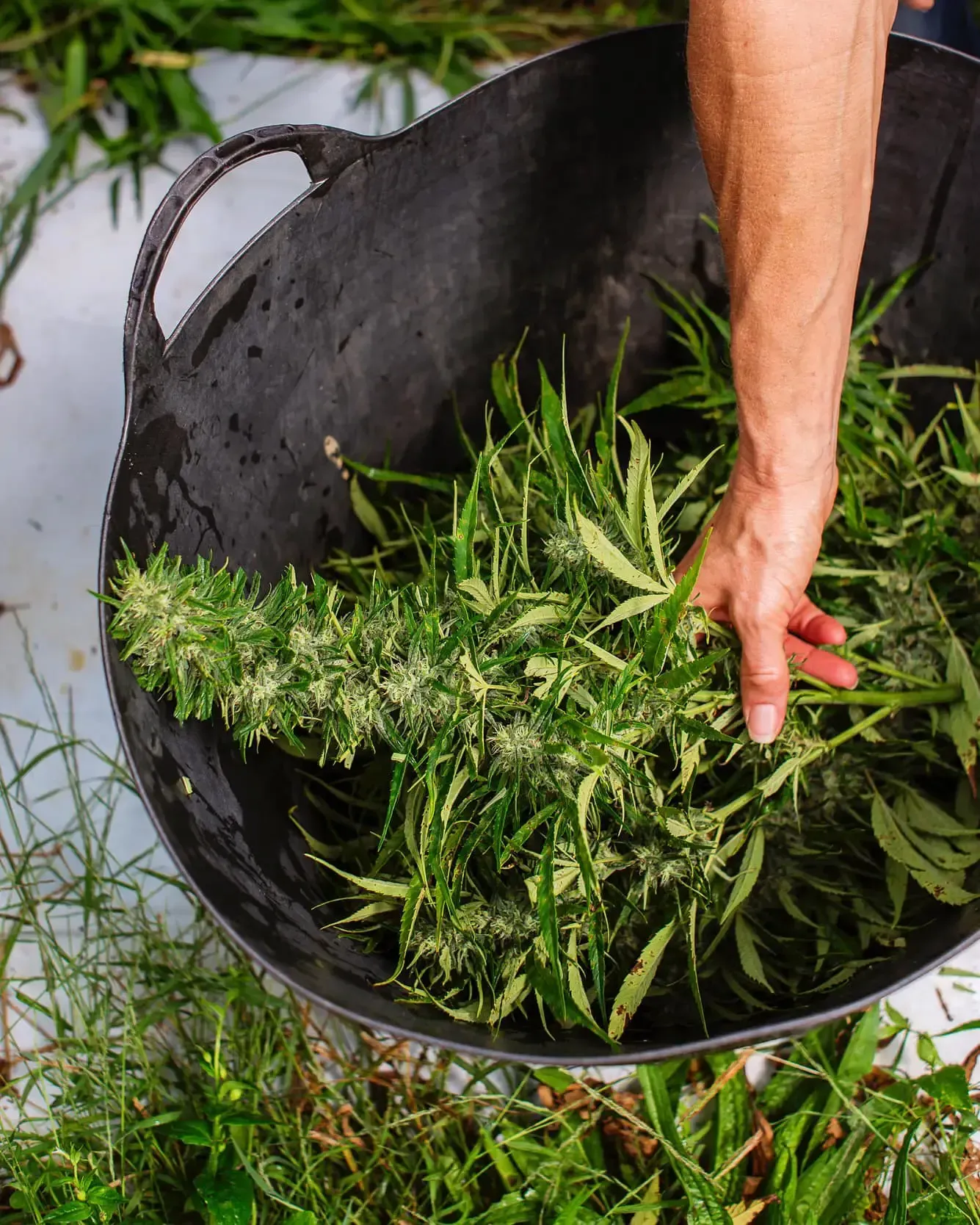 Person's hand holding a hemp plant, placing it in a black bucket on a white surface, outdoors.