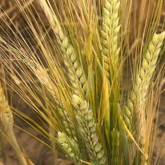 Barley - CHS Broadbent