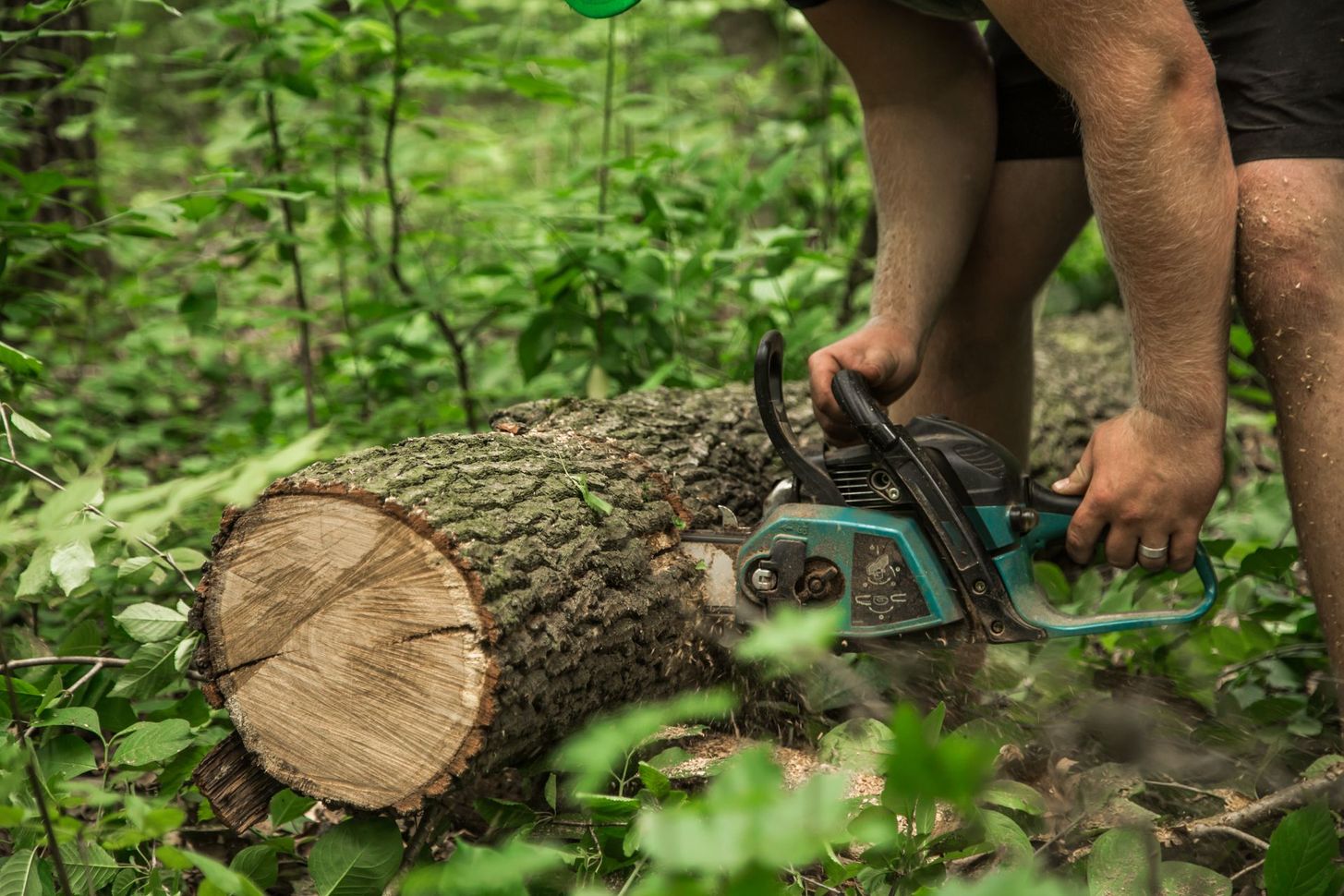 A man is cutting a tree with a chainsaw in the woods.