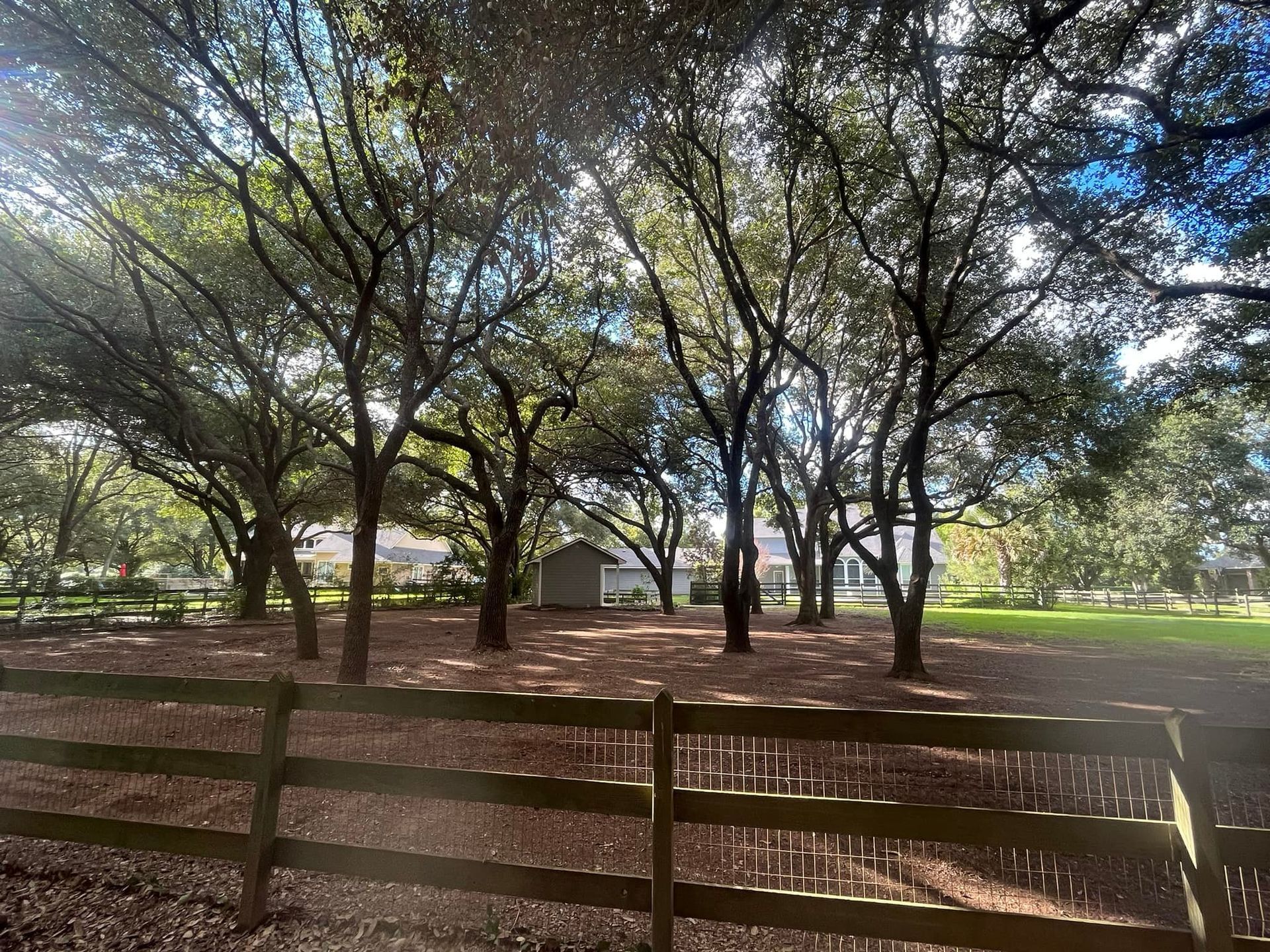 Trees in a yard with a wooden fence in the foreground. Sunlight filters through the leaves.