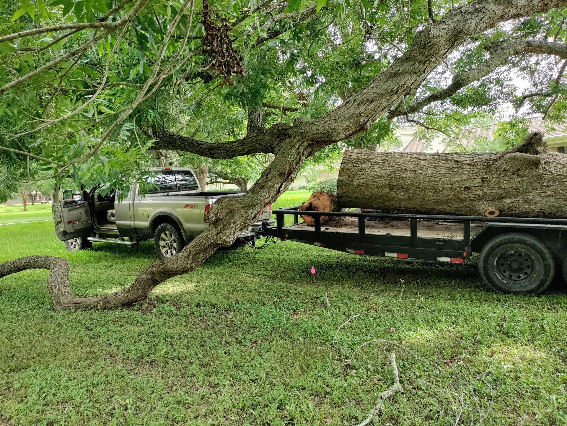Truck towing a trailer carrying a large log under a tree, parked on grass.