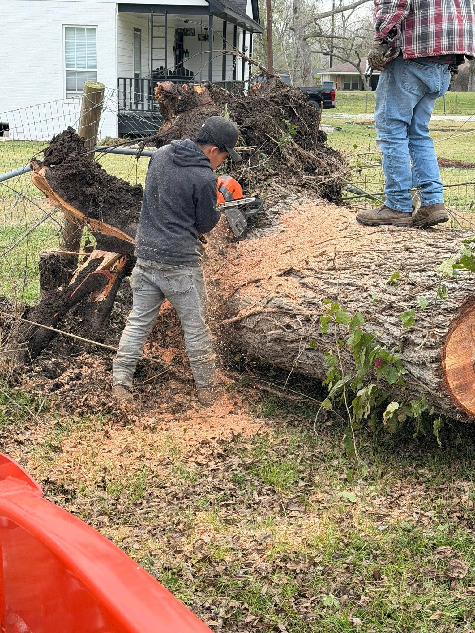 Two people cutting a fallen tree with a chainsaw outdoors; sawdust flies.
