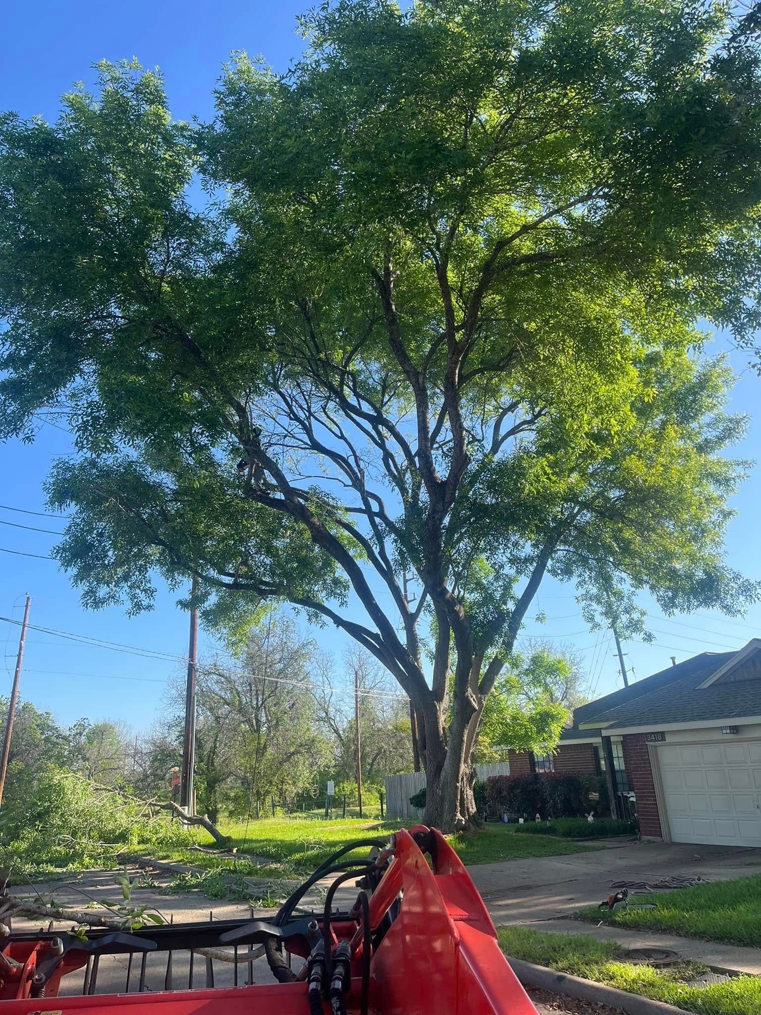 Tall tree with green leaves, sunny sky, and red tractor in foreground.