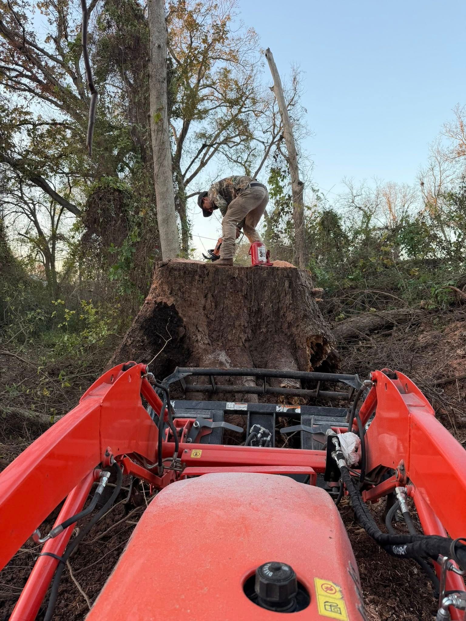 Person grinding a large tree stump, viewed from an orange tractor cab in a wooded area.