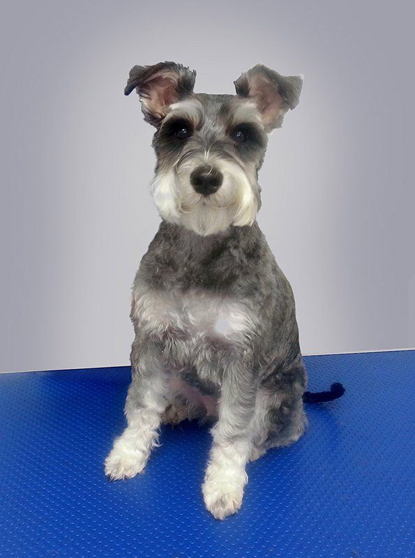 Dog grooming services in Wiltshire