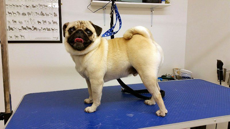 Dog grooming services in Wiltshire