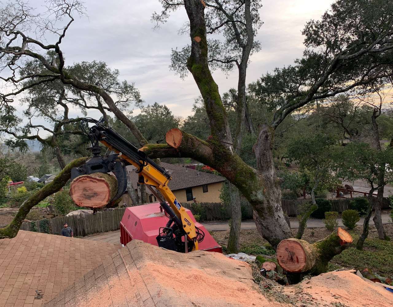 A mechanical tree-cutting device operating on a large tree, cutting a branch. Sawdust visible.