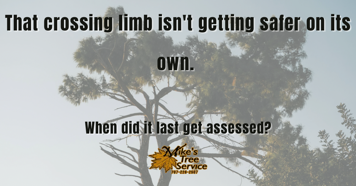 Tree pruning signs Napa Valley CA Mike's Tree Service certified arborist wine country