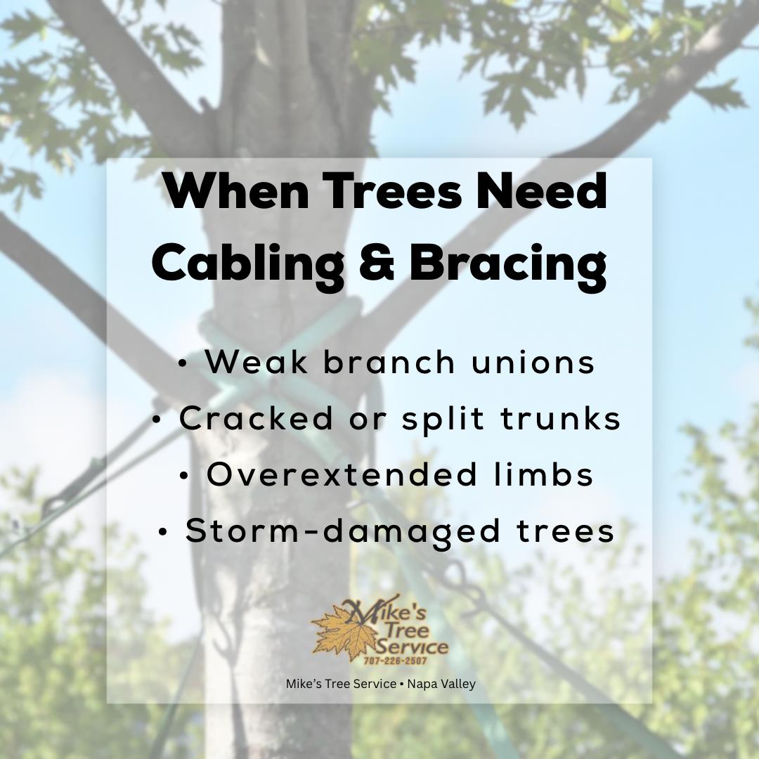 Tree with cabling and bracing, and text listing reasons for needing them: weak unions, split trunks, overextended limbs, storm damage.