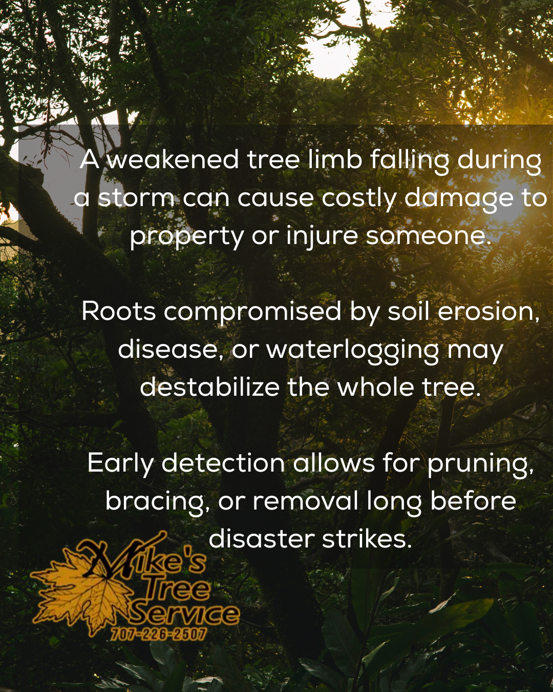 Dark background with tree, text about tree damage; Mike's Tree Service logo.