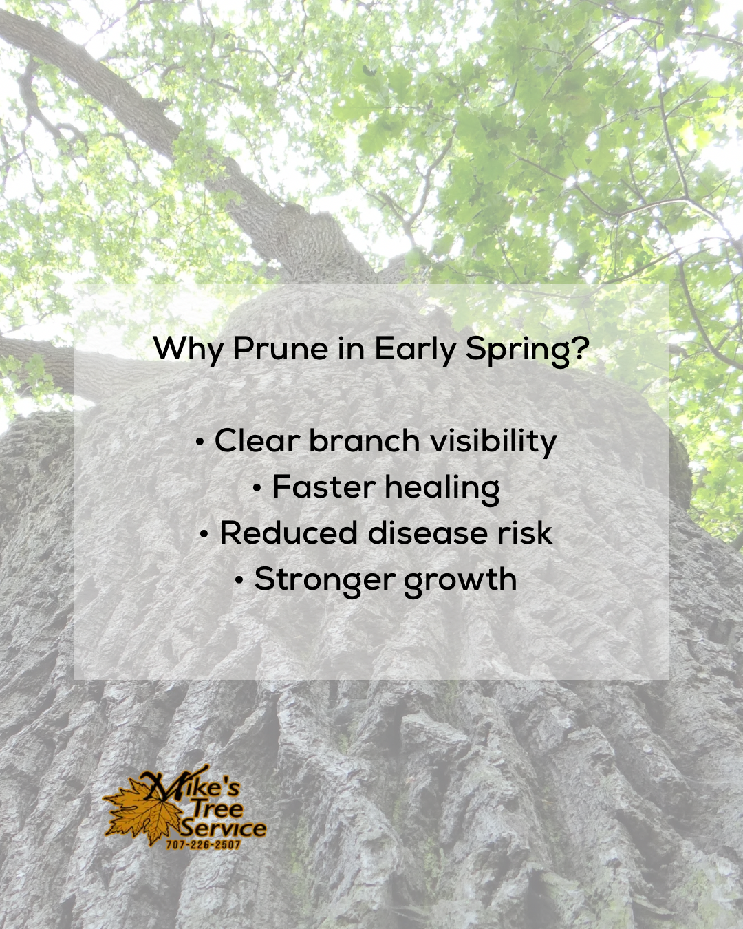 Informational graphic on tree pruning in early spring: benefits listed against a blurred tree background.