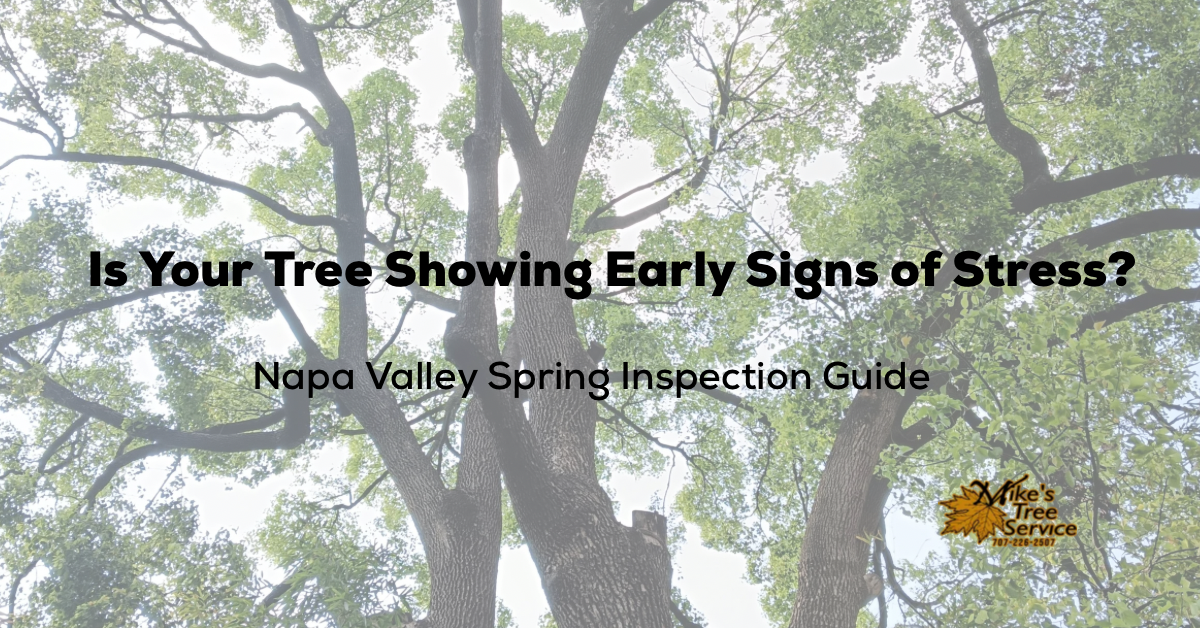 Tree branches and trunk background with text 