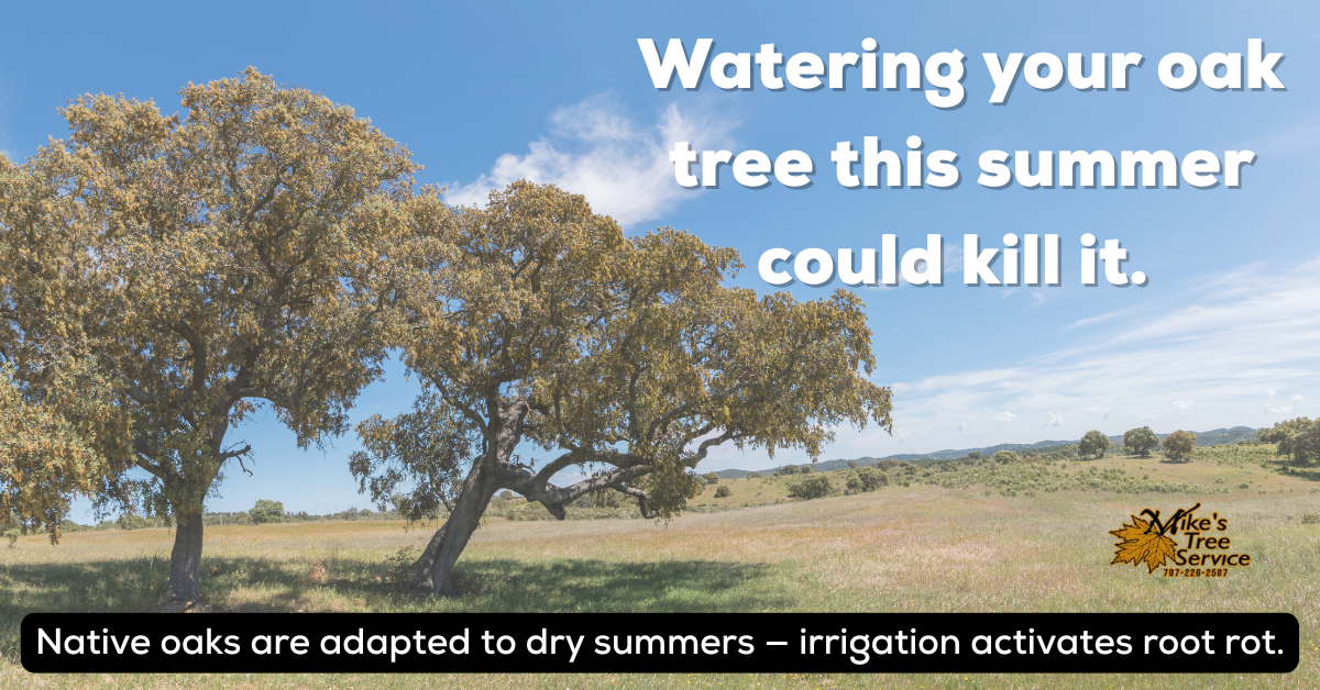Summer tree care heat drought stress Napa Valley CA Mike's Tree Service