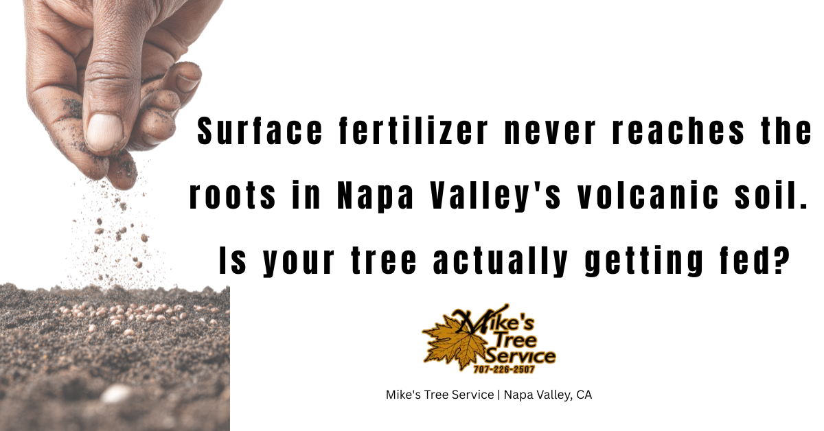 Deep root fertilization Napa Valley spring tree care Mike's Tree Service certified arborist