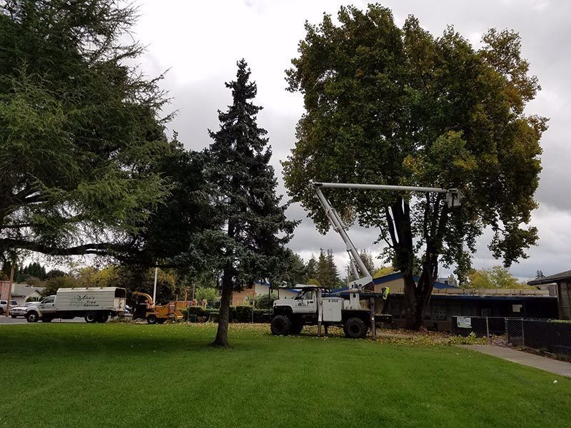 A truck is cutting a tree in a park