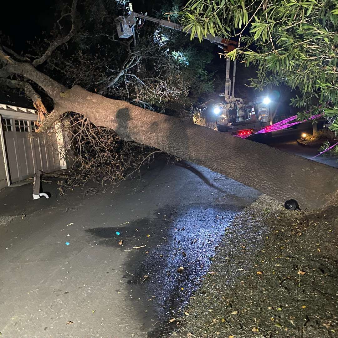 Fallen tree blocking a wet driveway at night, with emergency lights visible in the background