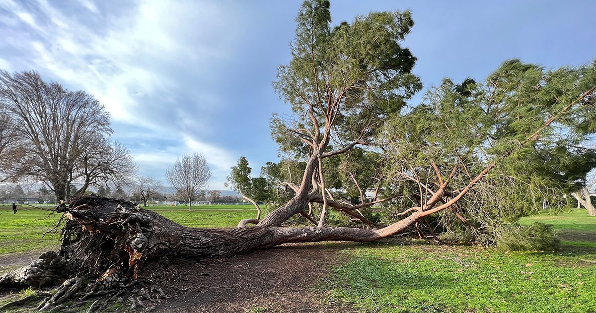 Healthy oak tree in Napa, California ready for fall storms.