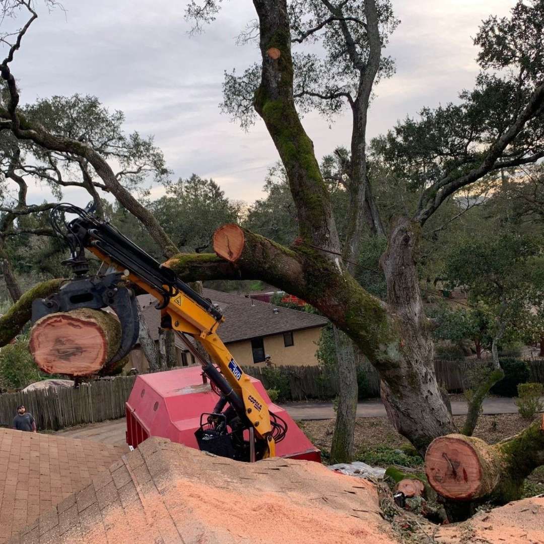 A large tree is being cut down by a crane A large tree is being cut down by a crane