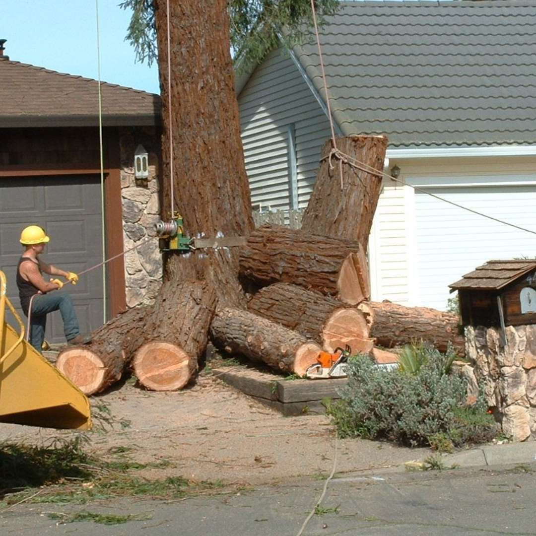 A man is cutting down a tree with a chainsaw