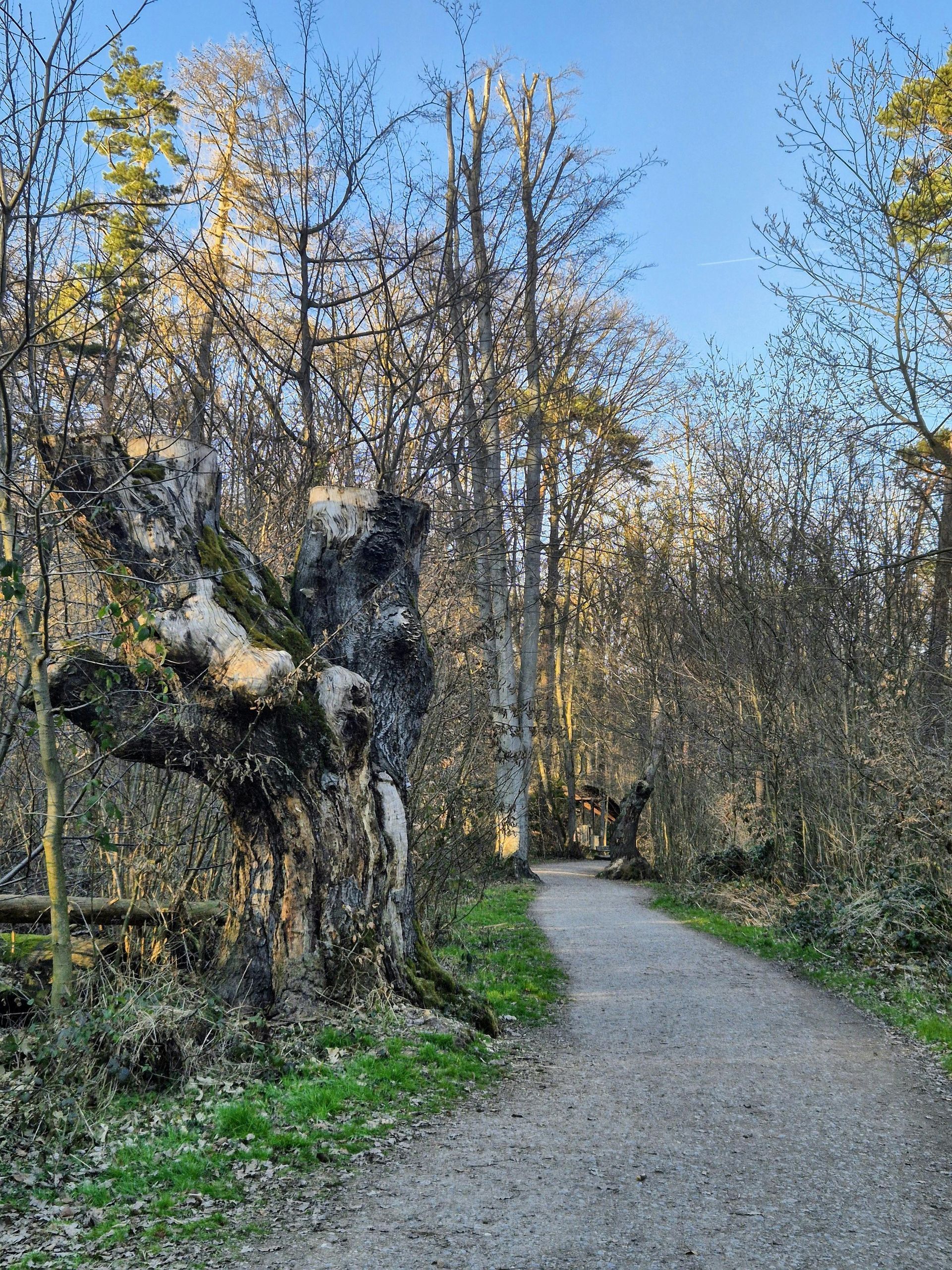 Gravel path through a wooded park beside a gnarled tree in autumn sunlight