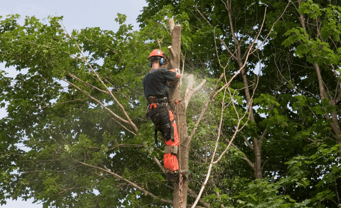 All American Brush Removal gallery 8