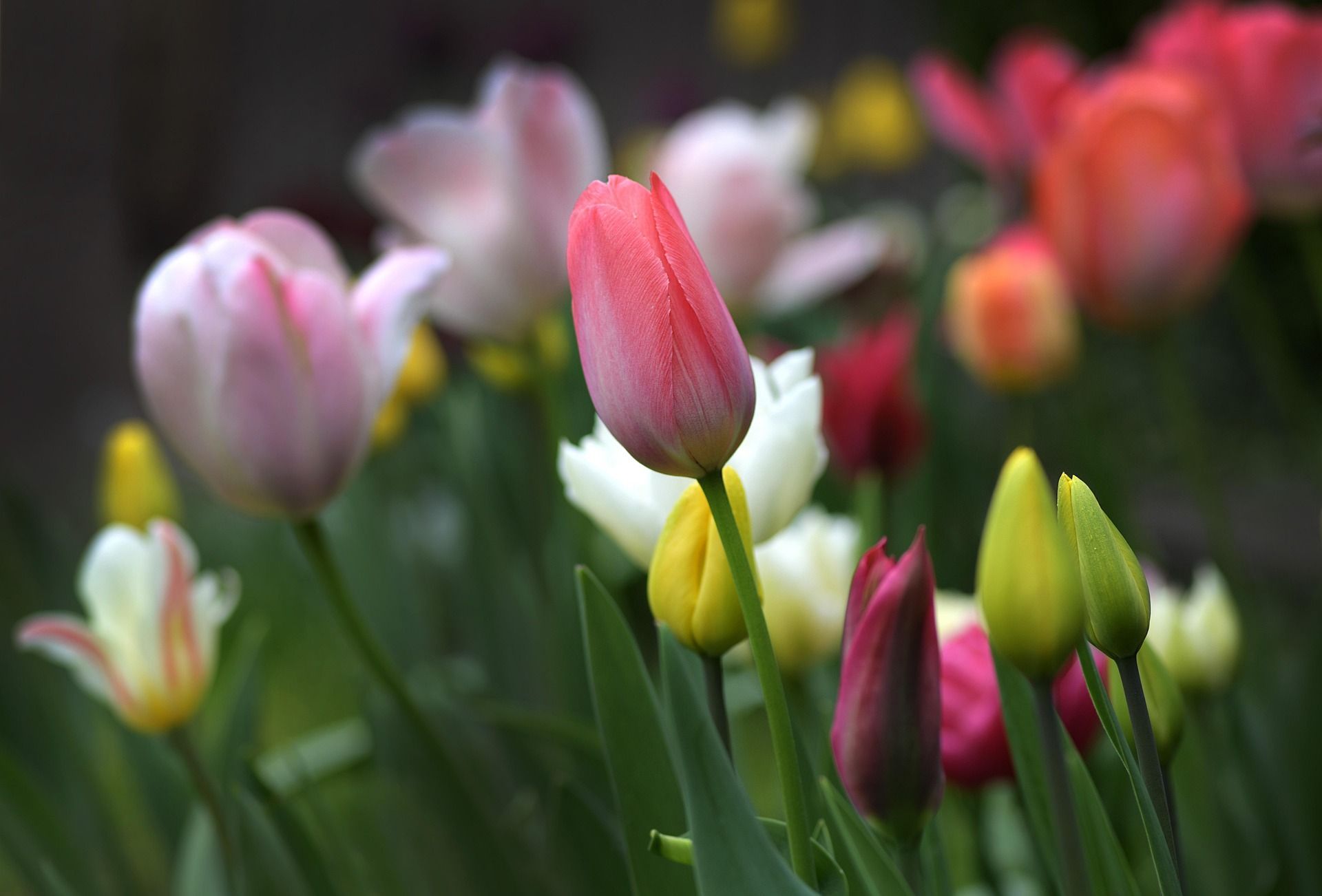 Tulips