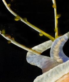 Schilderij - Phyllodesmium iriomotense / Carine's Creaties