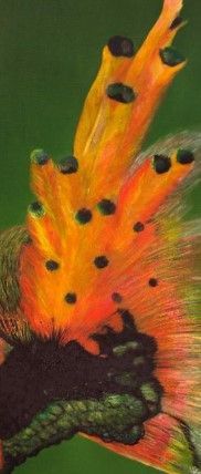 Schilderij - Verenpracht / Carine's Creaties