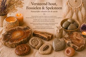 Dwarsdoorsnede van een versteende boomstam, met ringen in de kleuren bruin, wit en geeloranje.