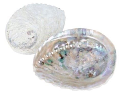 Iriserende abaloneschelp met een parelmoeren binnenkant, met een rij kleine gaatjes langs de zijkant.