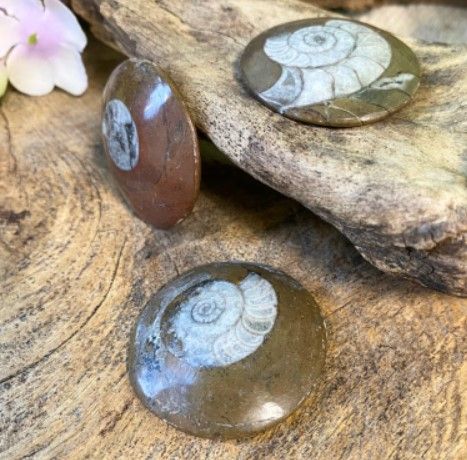 Gepolijste, ronde steen met een doorsnede van een spiraalvormig fossiel, wit op een bruine achtergrond.