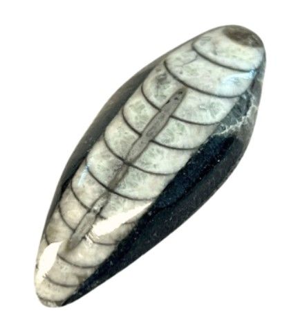 Twee gepolijste nautiloïde fossielen op een verweerd houten oppervlak.