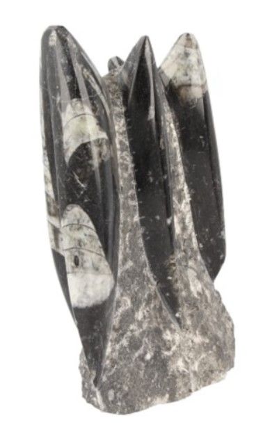 Gefragmenteerde gefossiliseerde tand met drie zwarte en grijze punten.