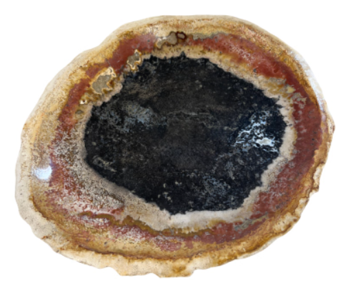 Ovale kom van versteend hout met een zwarte kern, rode ring en crèmekleurige buitenkant.