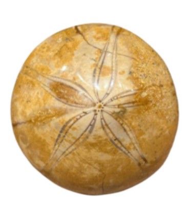 Twee bruine zanddollars met stervormige patronen, liggend op een wit oppervlak.