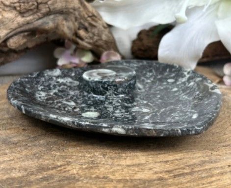 Hartvormige donkergrijze steen met daarin fossielen, waaronder een opvallende nautilusschelp.