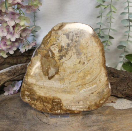 Plaat van versteend hout met concentrische ringen in tinten bruin en beige.