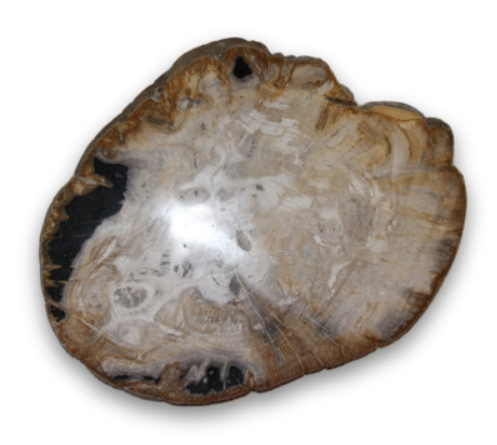 Schijf van versteend hout, licht- en donkerbeige met zwarte insluitsels.