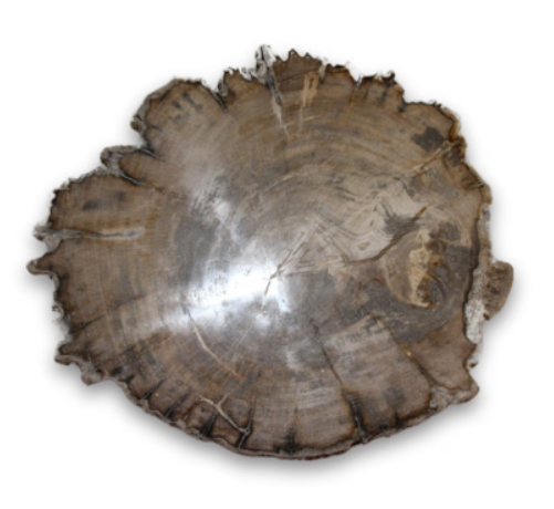 Schijf van versteend hout met concentrische ringen, beige en grijstinten, afgebeeld op een houten oppervlak.