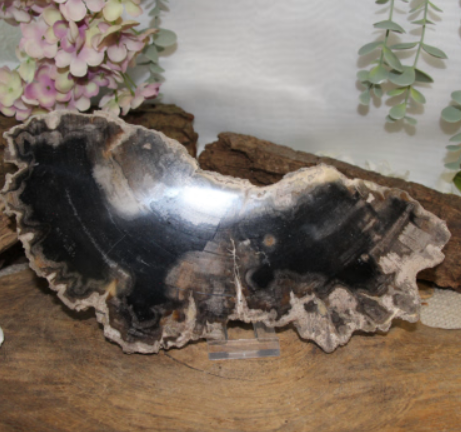 Dwarsdoorsnede van versteend hout met zwarte, bruine en witte concentrische ringen met een ruwe, lichtgekleurde omtrek.