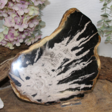 Zwart-wit gepolijst plaatje van versteend hout, met jaarringen en stralingspatronen.