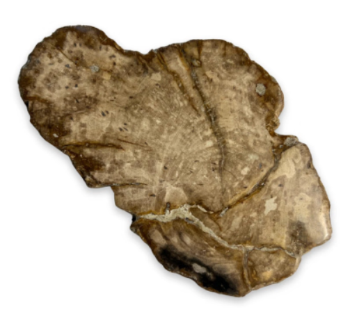 Platen van versteend hout, zwart en bruin, op een houten oppervlak met florale accenten.