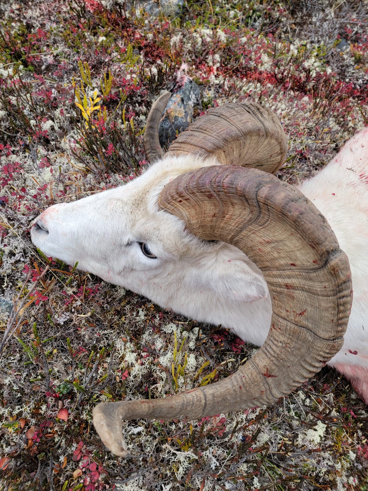 Alaska Sheep hunting outfitter, Alaska Sheep hunting guide