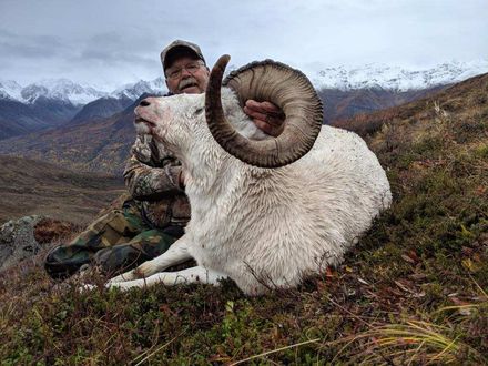 DAll Sheep Hunting Alaska, Sheep hunting Alaska