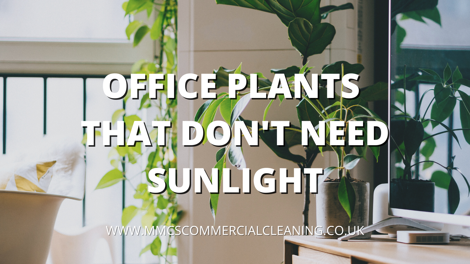 Office Plants that don't need Sunlight