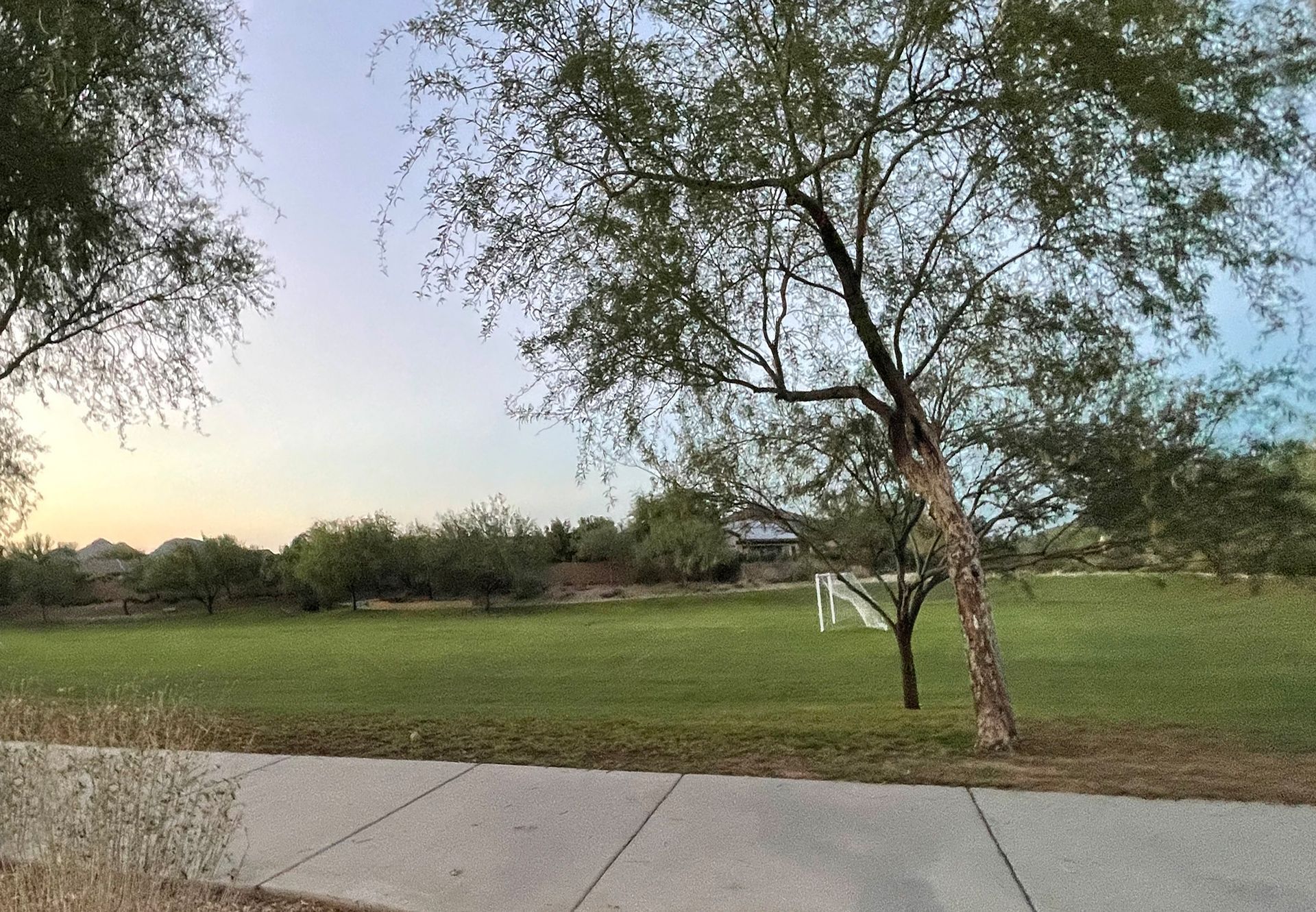 A tree is in the middle of a grassy field next to a sidewalk.